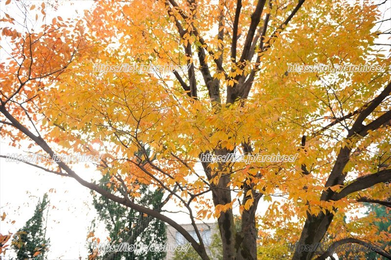 「さいたま市立文蔵小学校」のシンボルの一つのケヤキの木