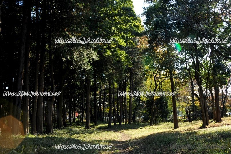 自然豊かな森の部分は活かしながら整備される予定