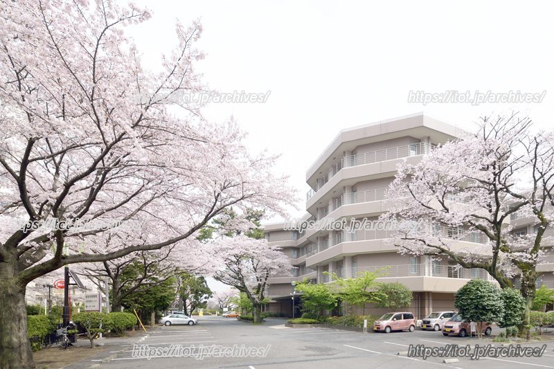 桜が美しい「東芝林間病院」