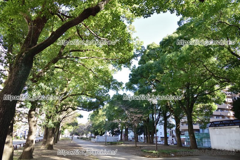 オフィスや観光施設だけでなく、自然豊かな公園も共存する都市空間(写真は「大通り公園」)