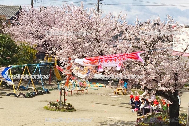 「桜保育所」に咲く美しい桜