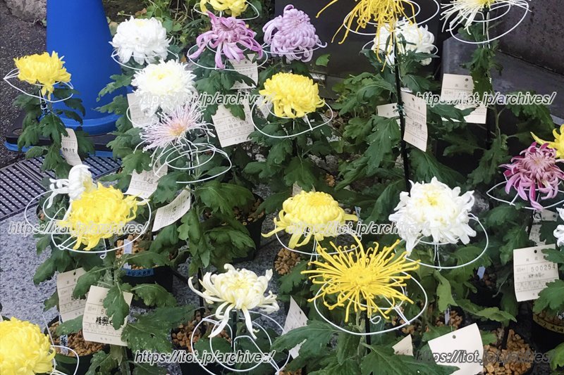 「菊まつり」に出展した菊