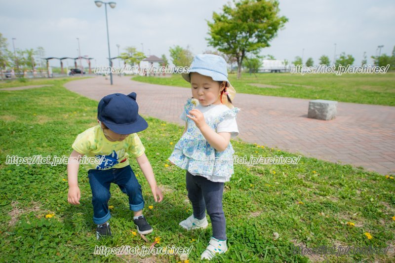 たんぽぽ見つけたよ!