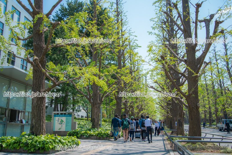 「慶應義塾大学」の並木道