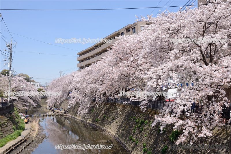 大岡川の桜並木