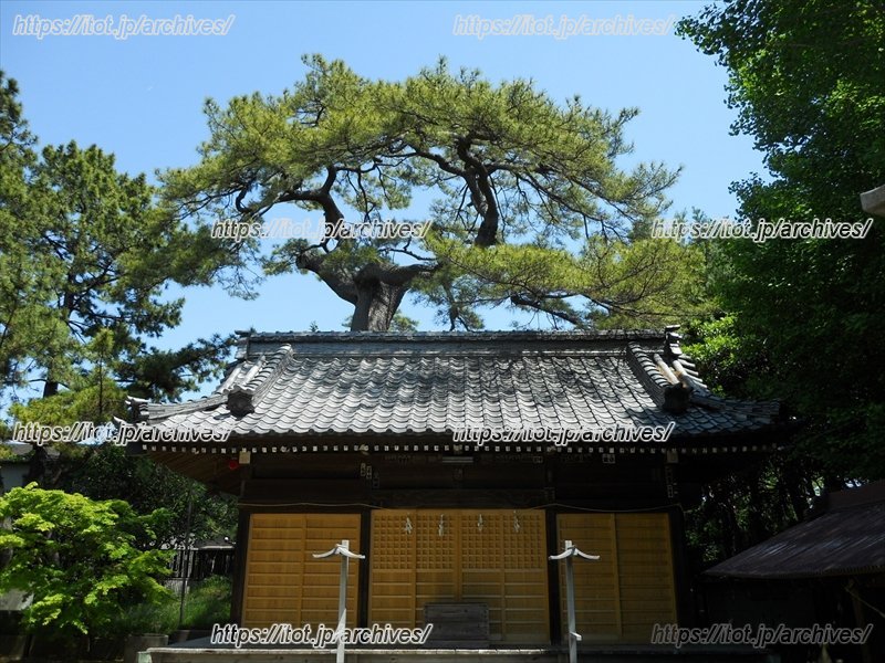 葛飾神社のクロマツ　船橋市教育委員会 提供