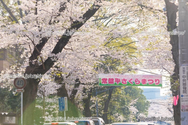 お祭りも賑やかな「常盤平さくら通り」