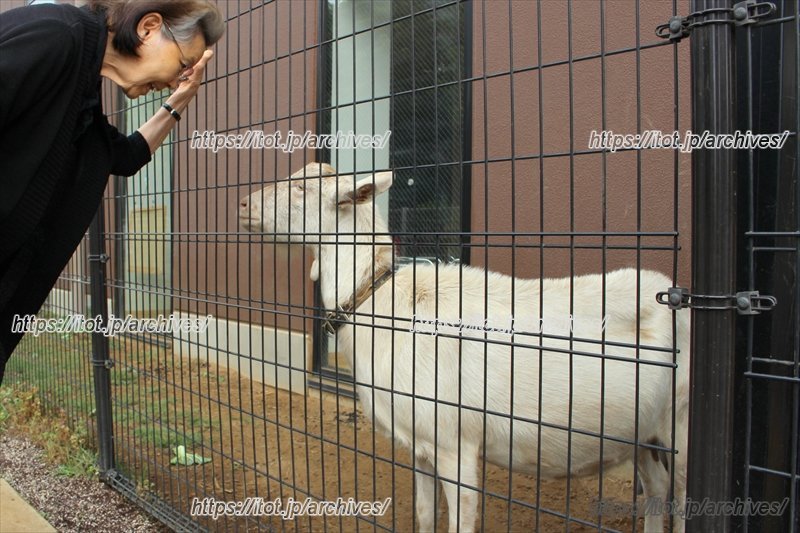 園児だけでなく近隣住民にも人気のヤギ