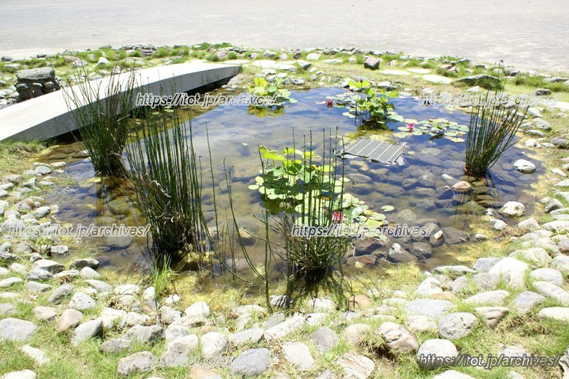 地域の自然を校内に再現したビオトープ