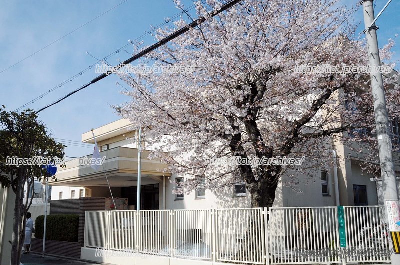 満開の桜が美しい「大阪市立晴明丘小学校」