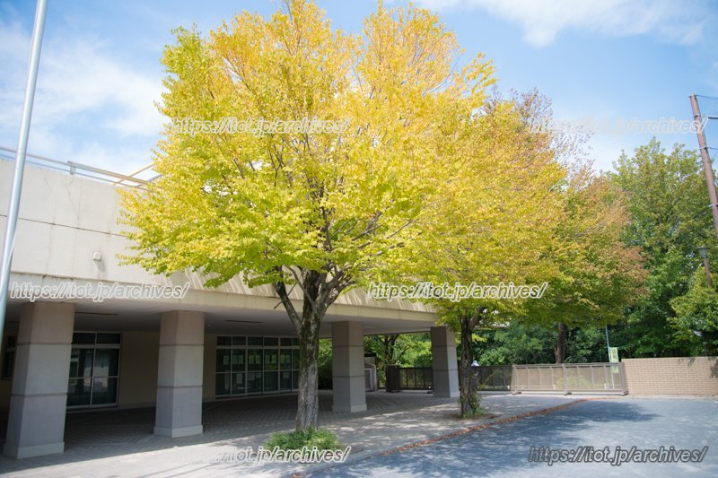 学内、周辺ともに緑が多い