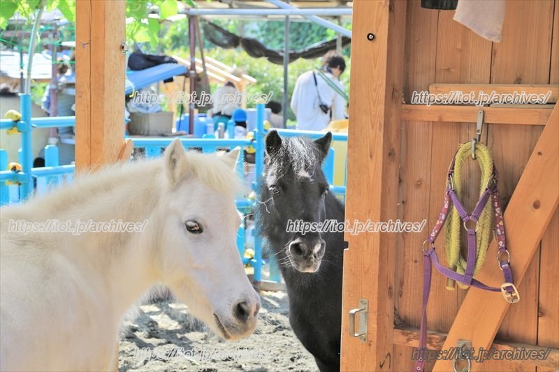 リトルホースのジャックとダンディ