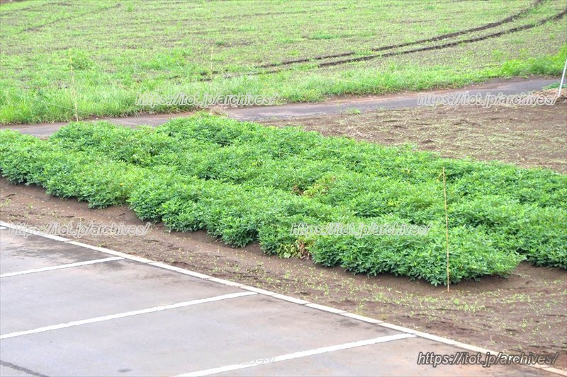 学校協力者の支援をうけながら子どもたちが栽培している落花生