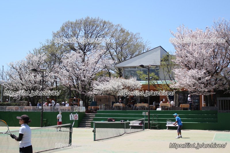 コートサイドに咲く桜