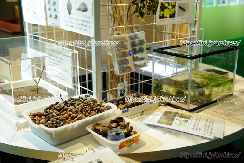 生き物のいる水槽や、さわれる展示物もある