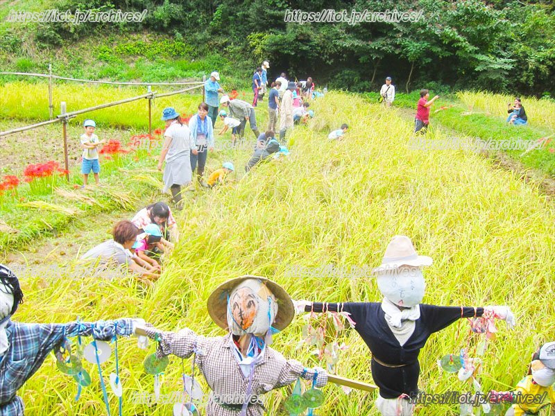 お米つくりにも挑戦