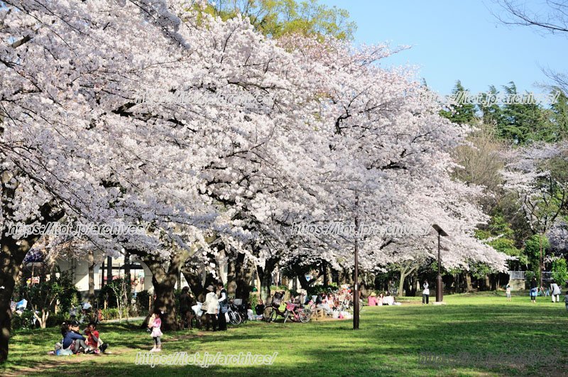 春には花見でにぎわう「赤塚公園」