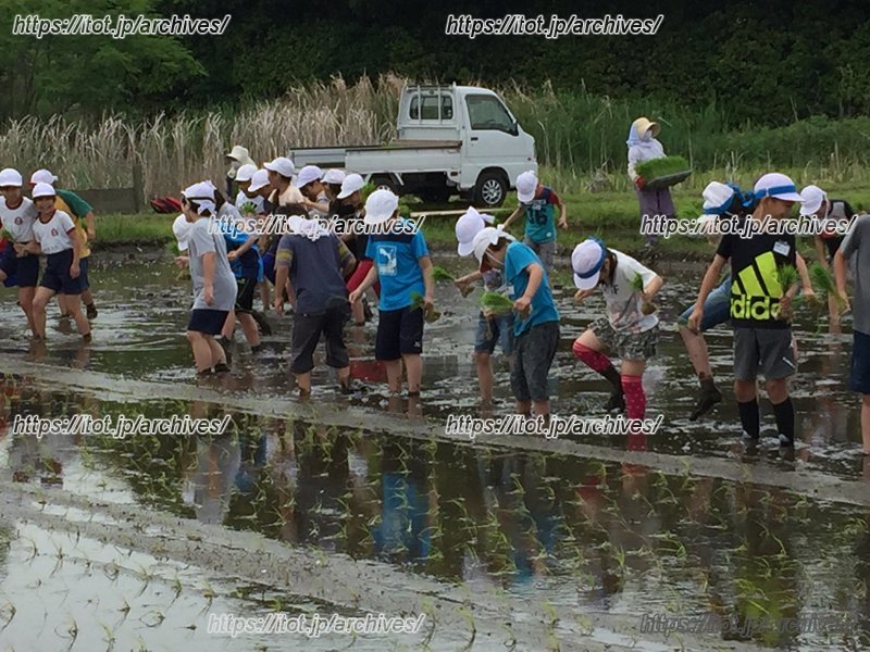 田植え・稲作体験の様子
