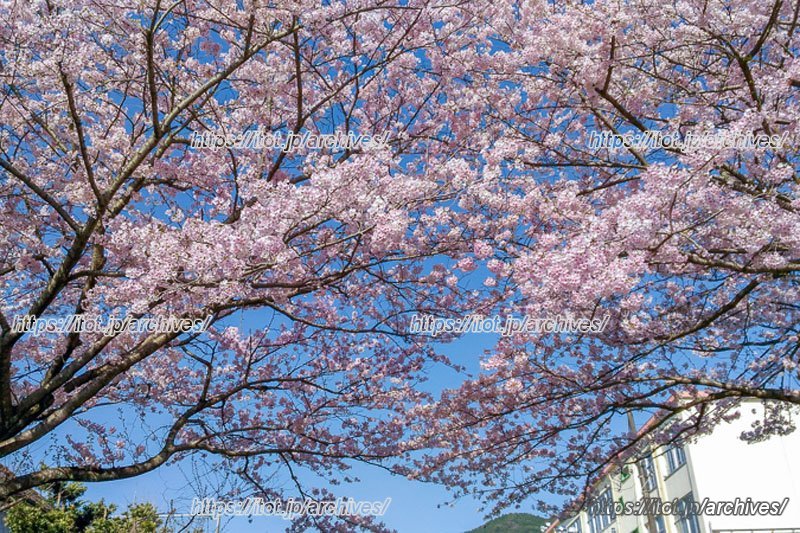 長等の街といえば「桜」