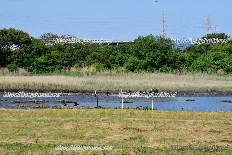 「市川野鳥の楽園」