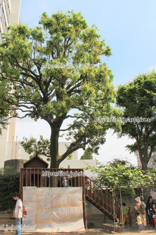 園庭のシラカシとツリーハウス