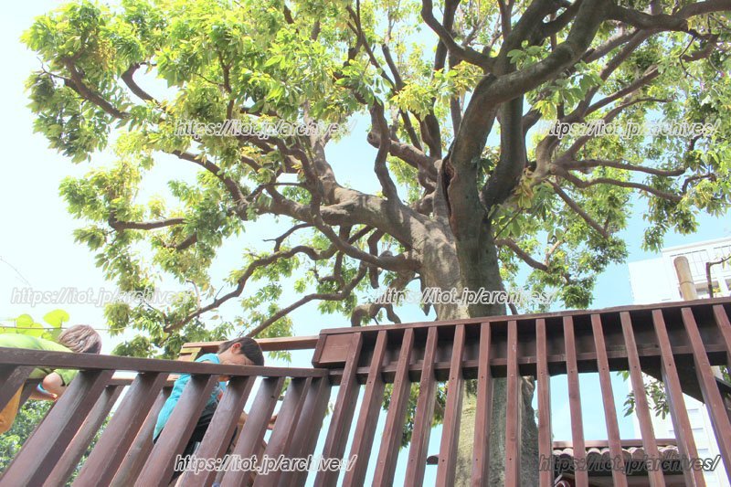 ツリーハウス越しに見るシラカシ