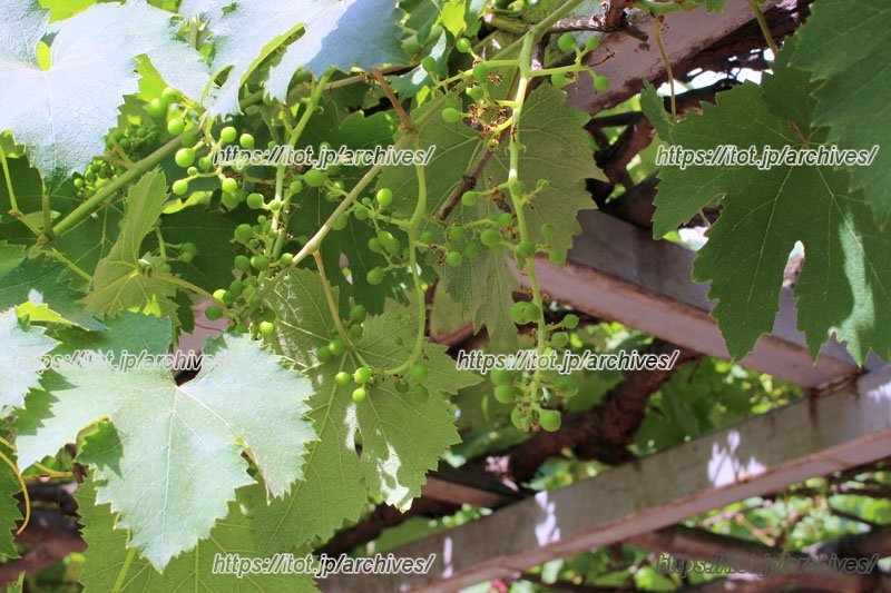 園庭のブドウ