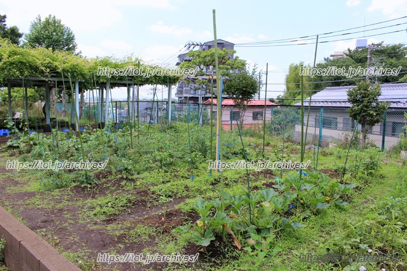 校舎の裏にある学校菜園