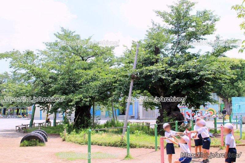 「世田谷百景」に指定されている&ldquo;百年桜&rdquo;