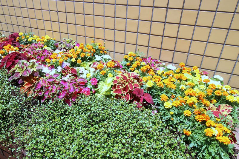 子どもたちが植えた入口の花壇