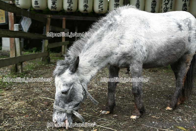 2007（平成19）年に来たというミニホースの「花子」