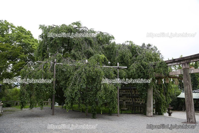 春になると多くの人が花見に訪れる「大石桜」