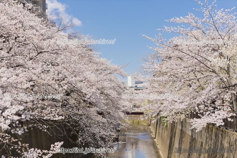 石神井川と桜