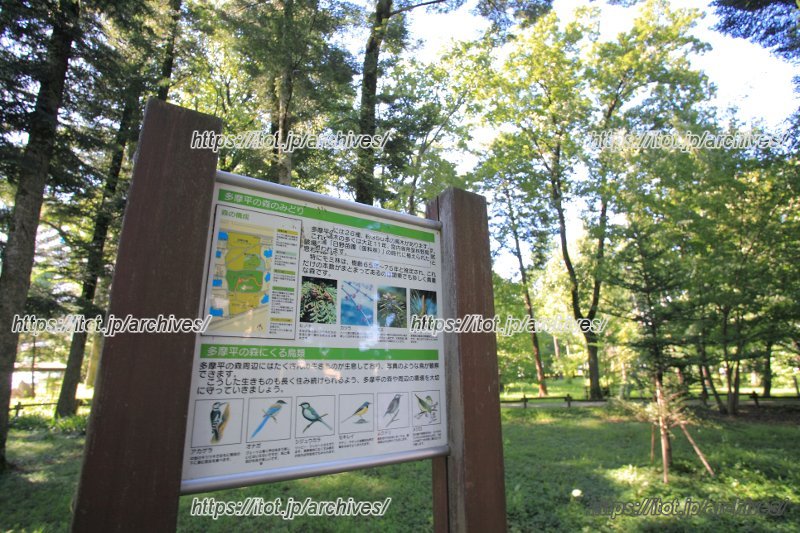 緑豊かな「多摩平の森」