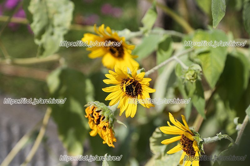 阪神大震災で被害にあったはるかちゃんを偲ぶ、「はるかのひまわり絆プロジェクト」を展開
