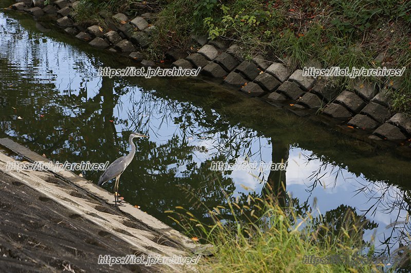 登美ヶ丘中学校のそばに流れる秋篠川。自然豊かな環境がある。