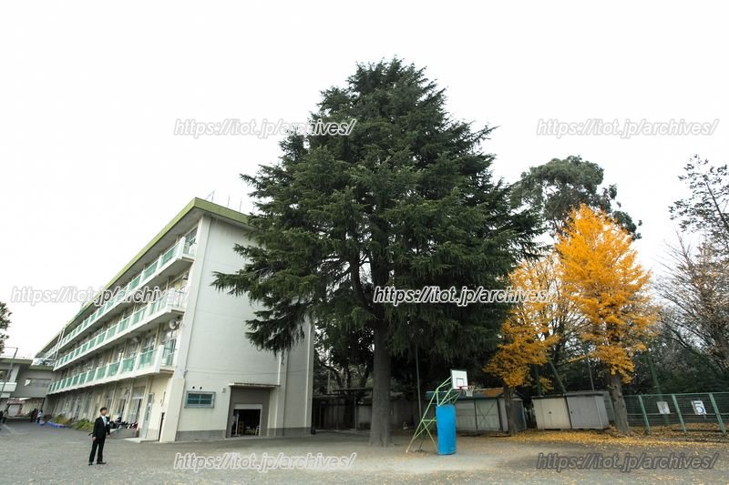 シンボルツリー「ヒマラヤスギ」