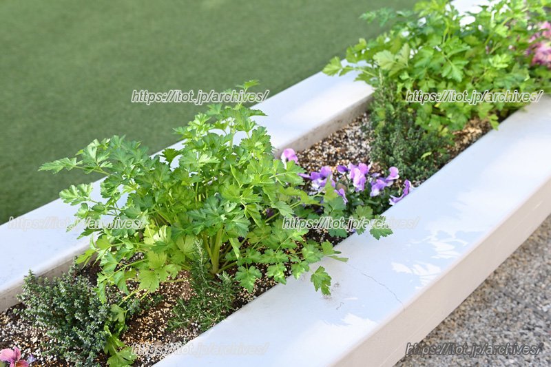 敷地内で野菜も育てている