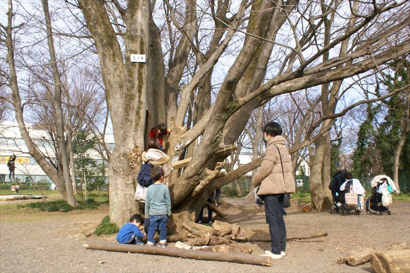 木登りも「危ない」と禁止せずに見守る