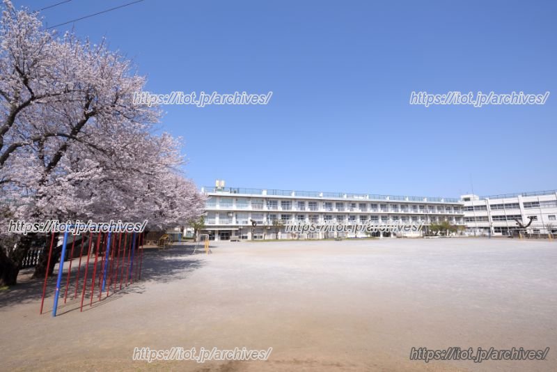 桜咲く「国分寺市立第五小学校」