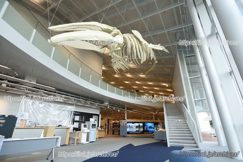 エントランスの「アキシマクジラ」