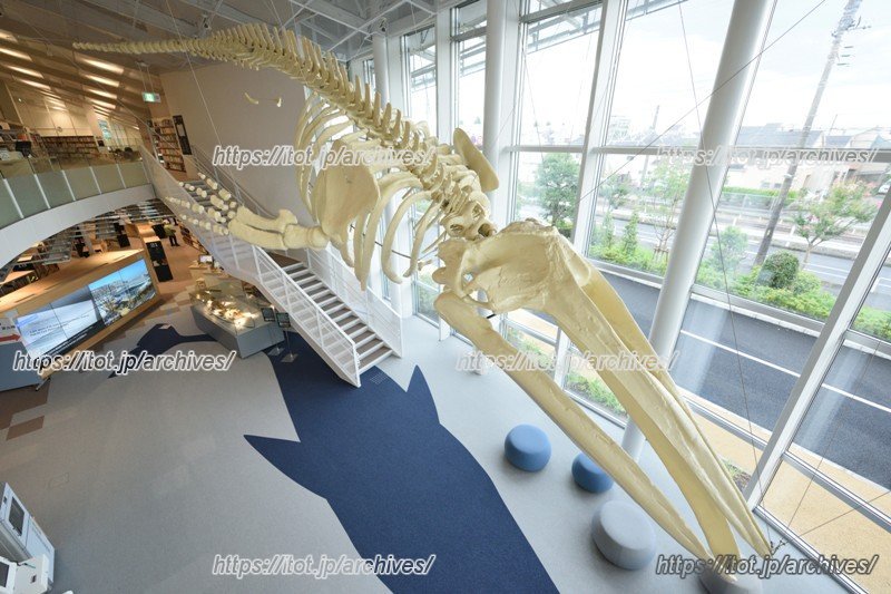 アキシマクジラの学術名「エスクリクティウス　アキシマエンシス」が、この施設名の由来