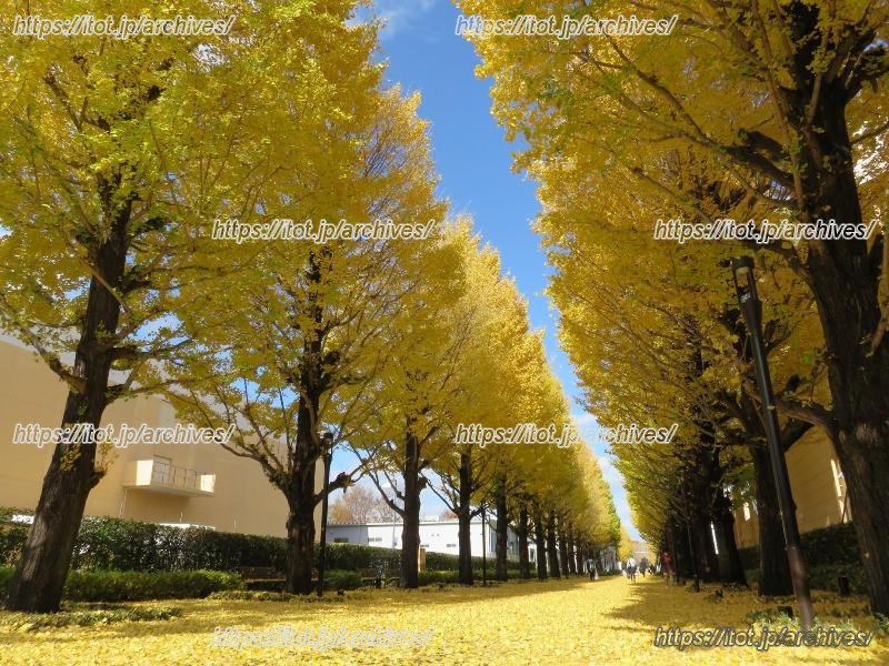 414mのイチョウ並木