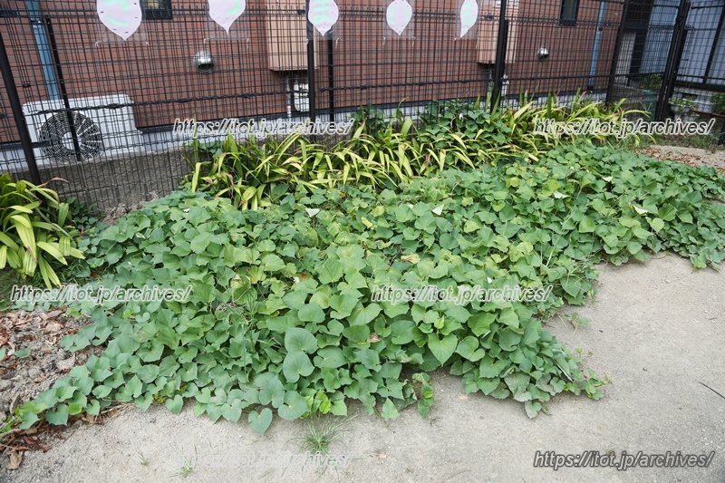 第二園庭にある農園