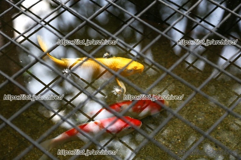 生き物に触れ合える環境がある