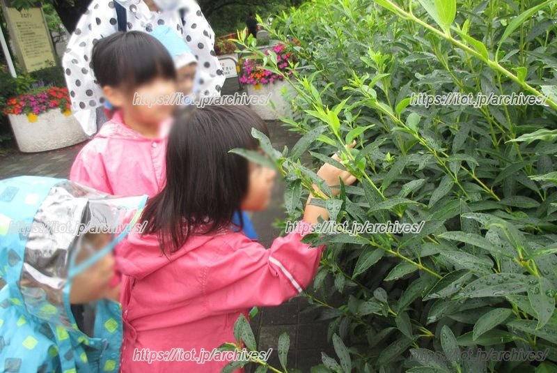 園外散歩でいろいろな発見！