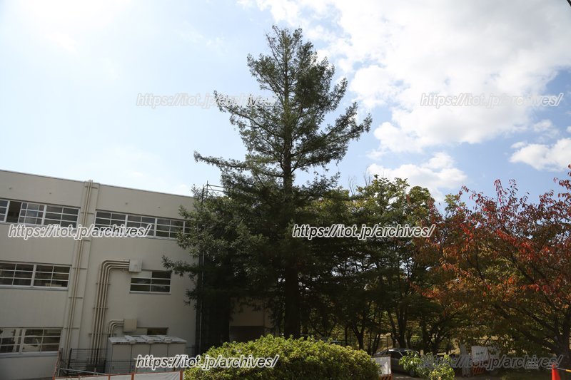 1994年4月に植樹したセンベルセコイヤ。同校のシンボルツリー。