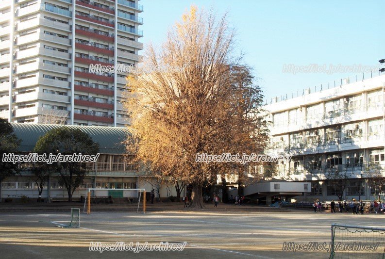 校庭に立つ「高砂小学校」のシンボルツリー、大いちょう