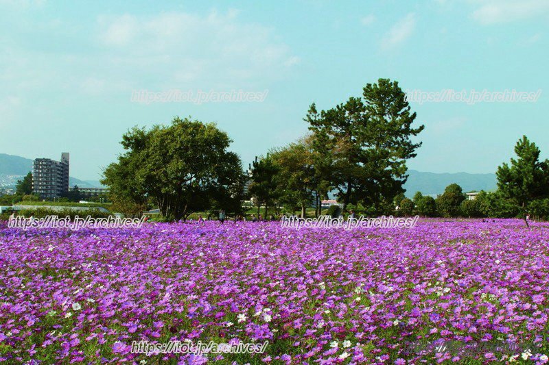 かつては不法投棄が多かった河川敷を市民ボランティアで清掃し、
生まれ変わった「武庫川髭の渡しコスモス園」