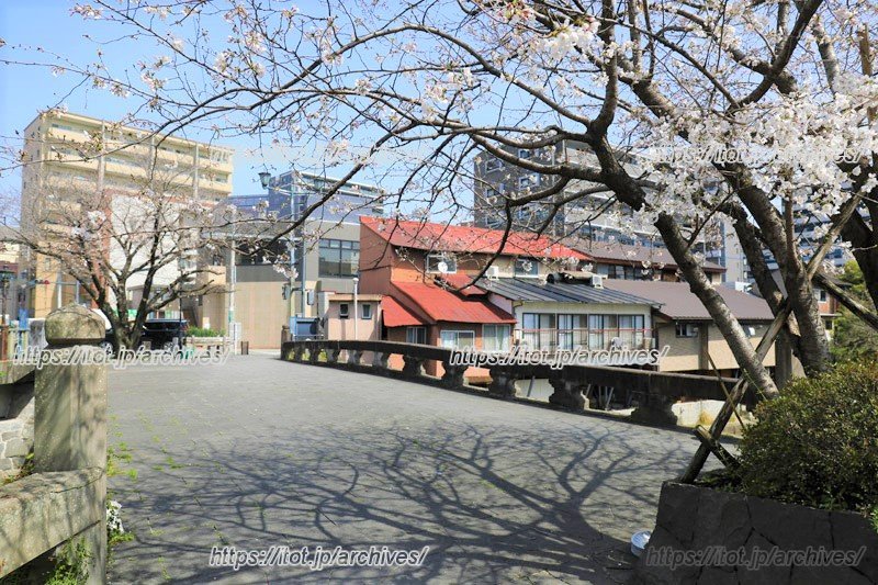 明八橋と桜の木